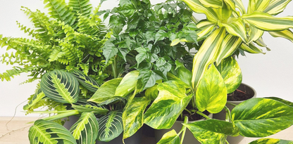 Medium Mystery Plant, 6-Month Gift Subscription