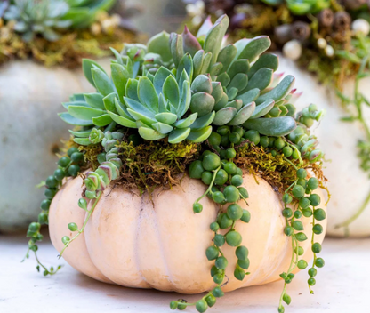 Succulent + Air Plant Pumpkin Decorating Bar