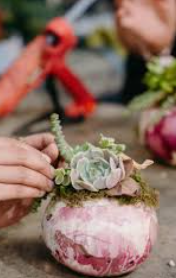 Succulent + Air Plant Pumpkin Decorating Bar