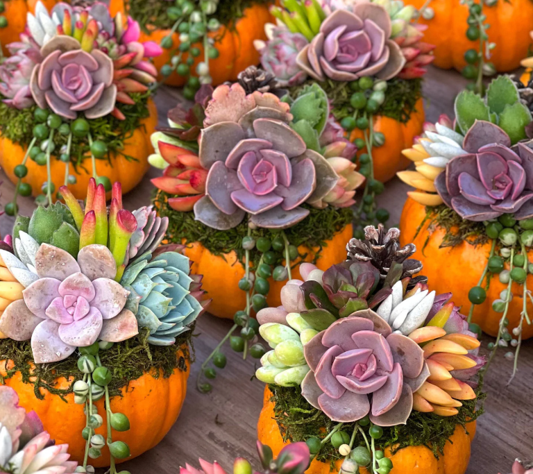 Succulent + Air Plant Pumpkin Decorating Bar