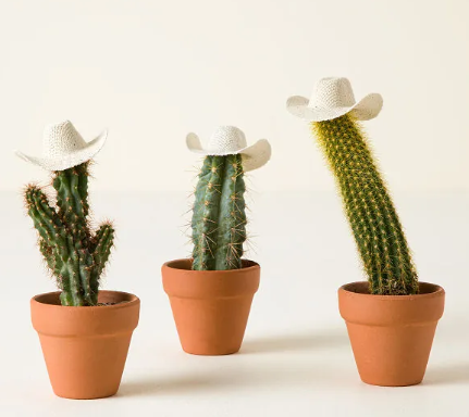 Joy of House Plants Series: Free