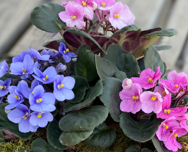 Joy of House Plants Series: Free