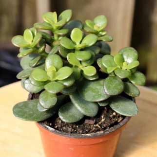 Joy of House Plants Series: Free