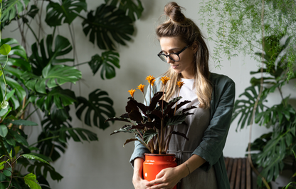 Small Mystery Plant, 6-Month Gift Subscription