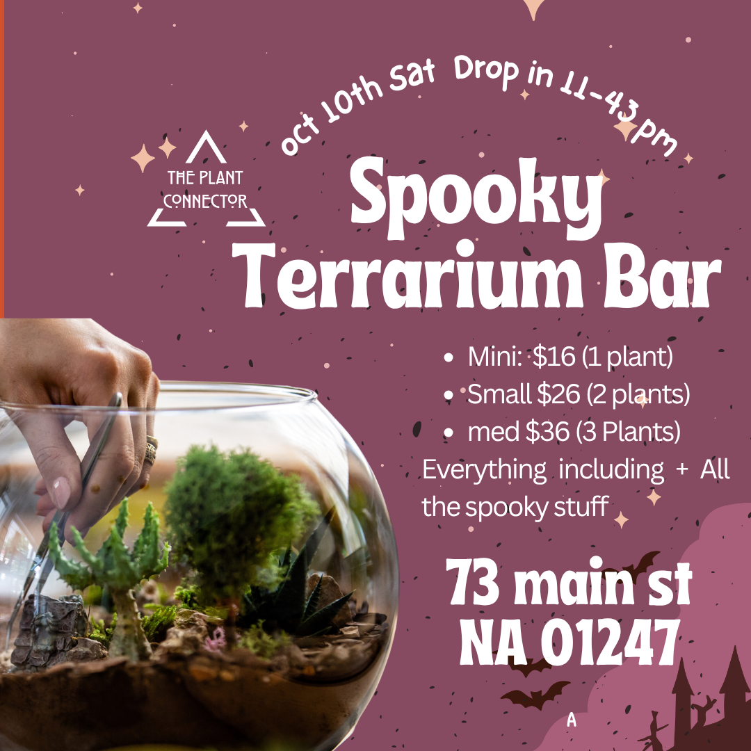 Spooky Cemeterriums Air Plant Terrarium Experience
