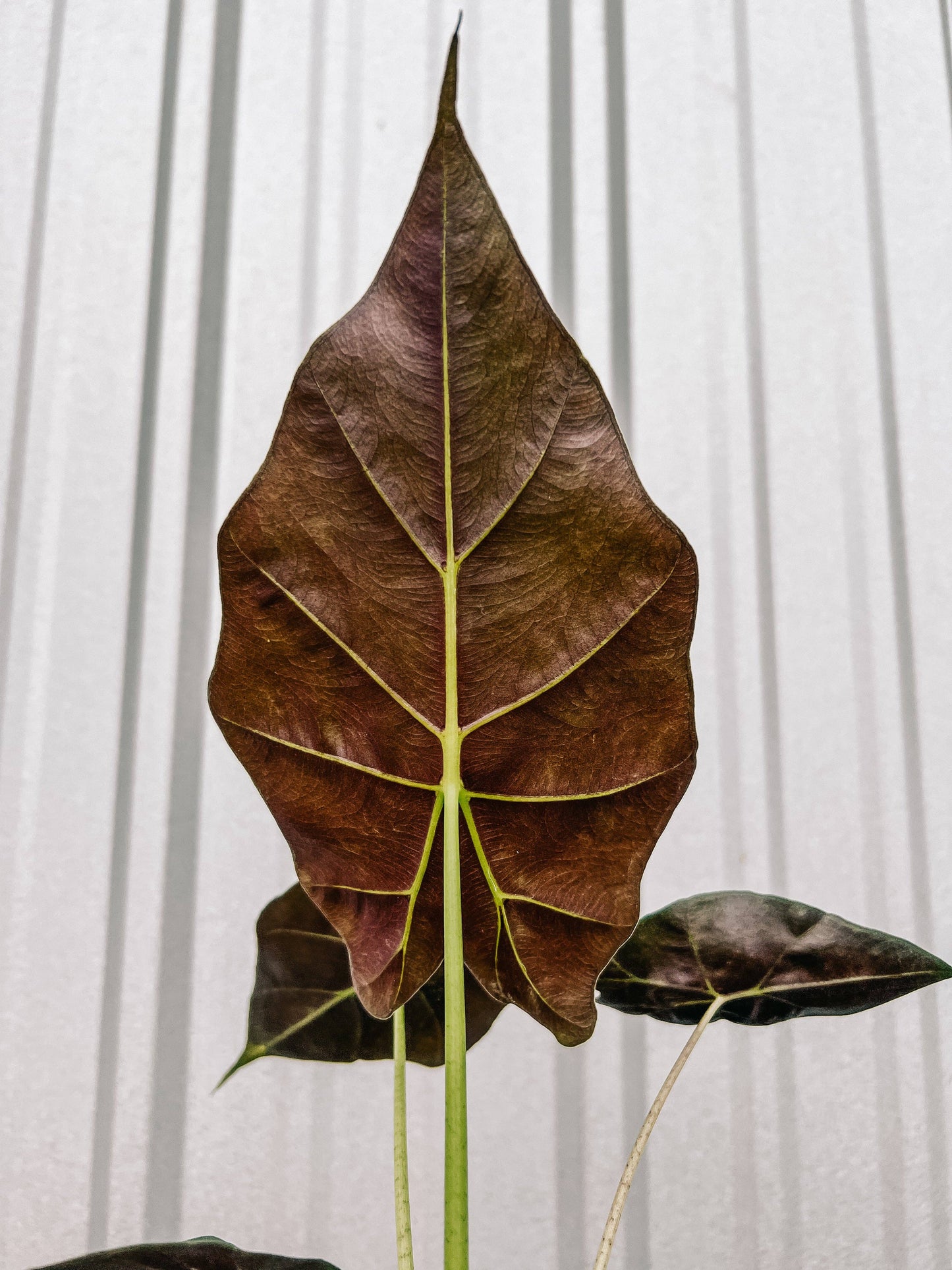 Alocasia 'Mayan Mask'