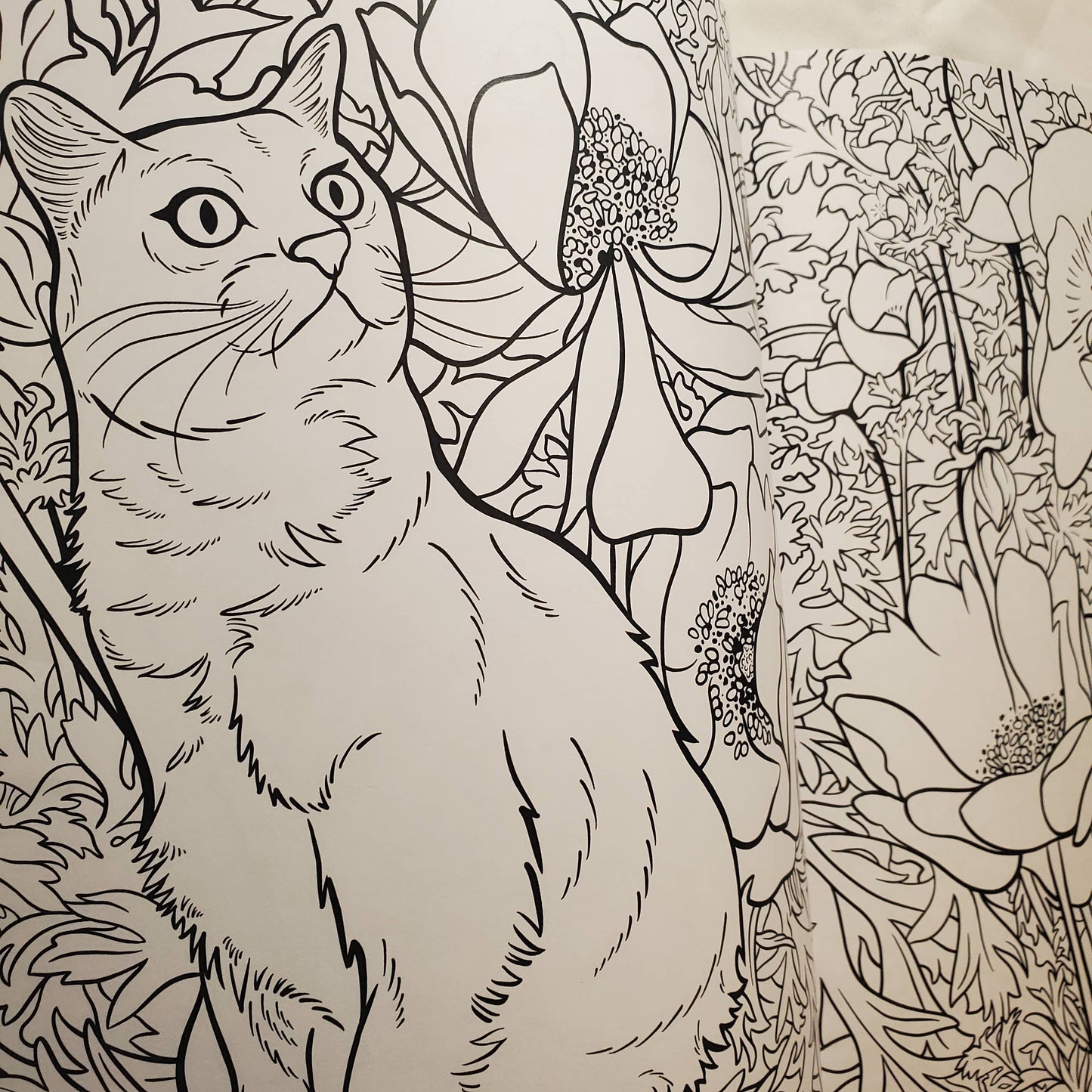 Coloring Book: "Cats & Plants"