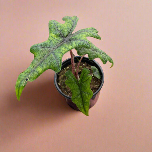 Alocasia 'Jacklyn'