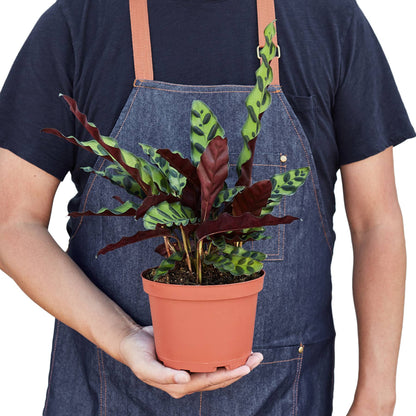 Calathea RattlesnaKe  6-inch