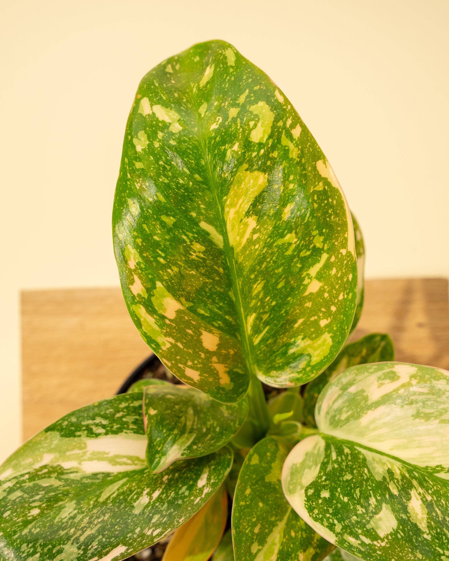 Variegated Philodendron Green Congo 'Copper Flame'