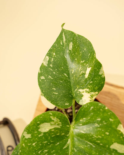 Monstera 'Thai Constellation'