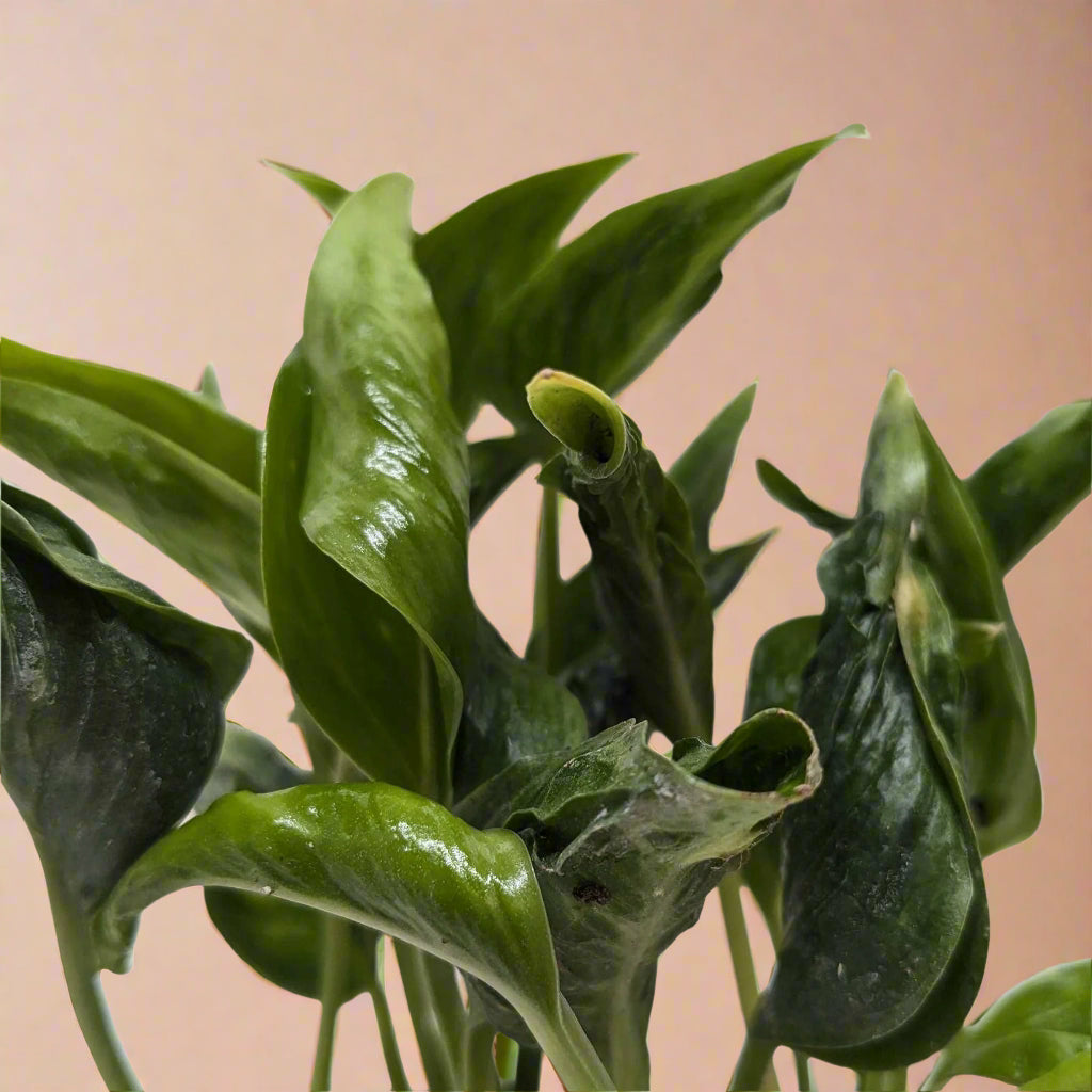 Pothos 'Shangri La'