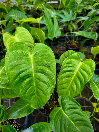 Anthurium Veitchii - King Veitchii