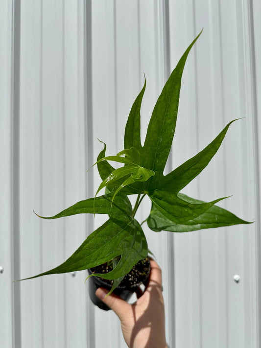 Anthurium Fingers - Anthurium Pedatoradiatum