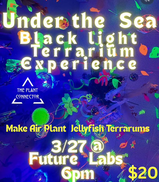 Glow Garden: Jellyfish Air Plant Terrariums