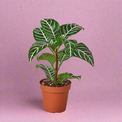 Zebra 'Aphelandra'