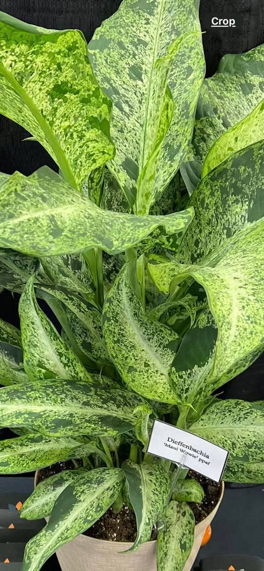 Dieffenbachia Maui Wowie.