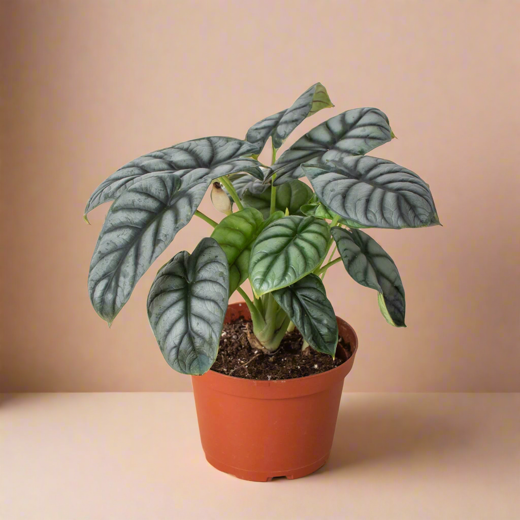 Alocasia 'Silver Dragon'
