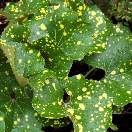 Farfugium ‘Aureomaculata’ (Firefly/Leopard Plant