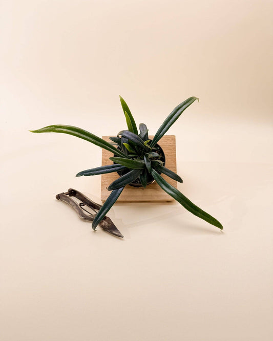 Microsorum Thailandicum 'Blue Oil Fern'