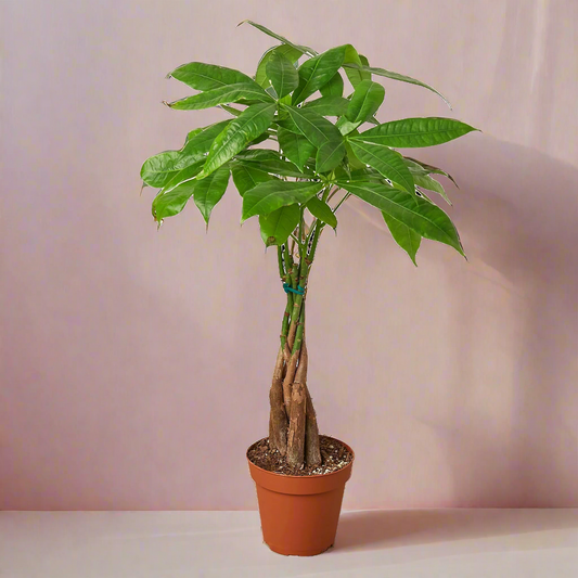 Money Tree, Pachira Braid