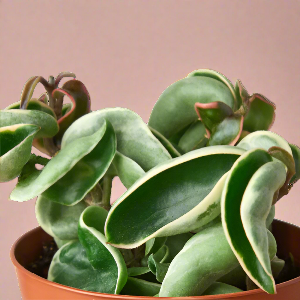 Hoya Rope Variegated