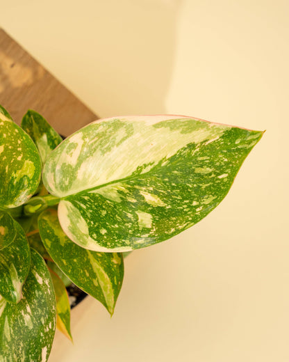 Variegated Philodendron Green Congo 'Copper Flame'