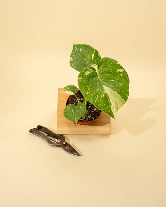 Monstera 'Thai Constellation'