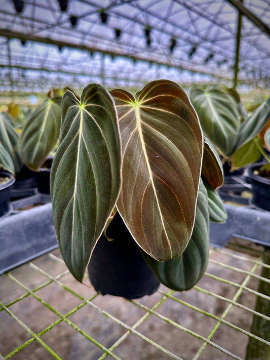 Philodendron Melanochrysum – Black and Gold Philodendron