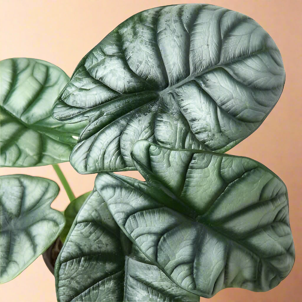 Alocasia 'Silver Dragon'