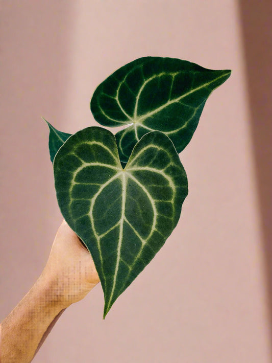 Anthurium 'Clarinervium