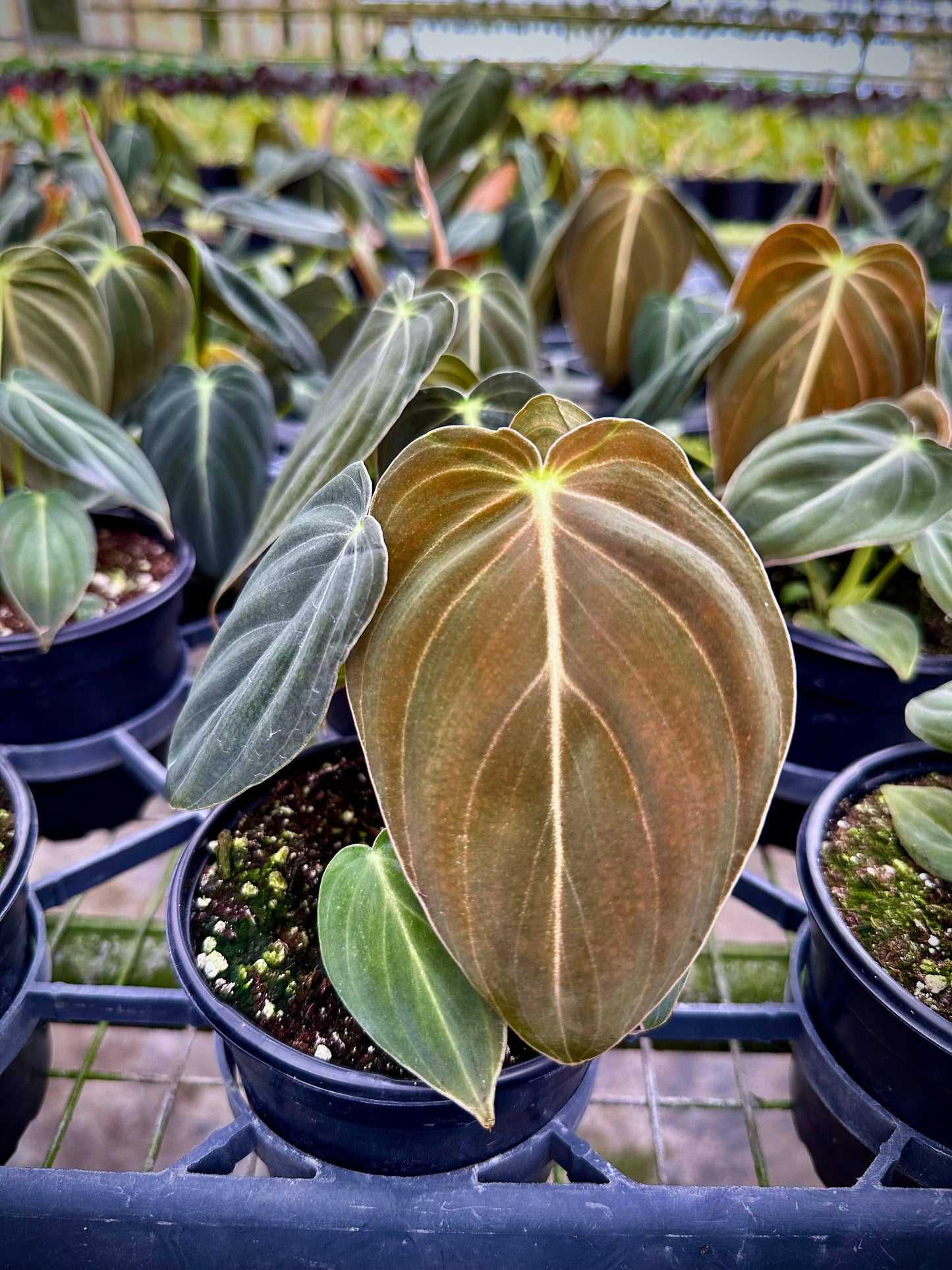 Philodendron Melanochrysum – Black and Gold Philodendron