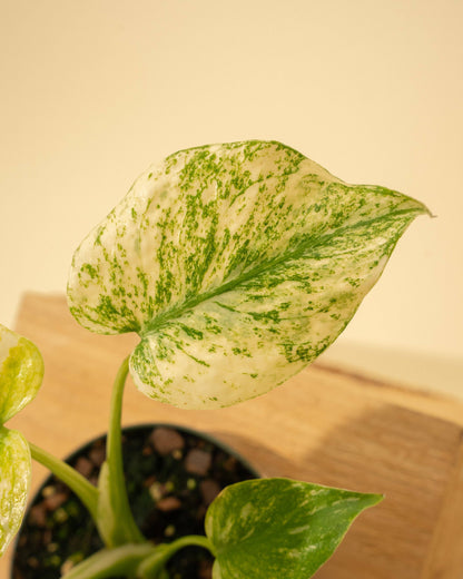 Monstera 'Mint'