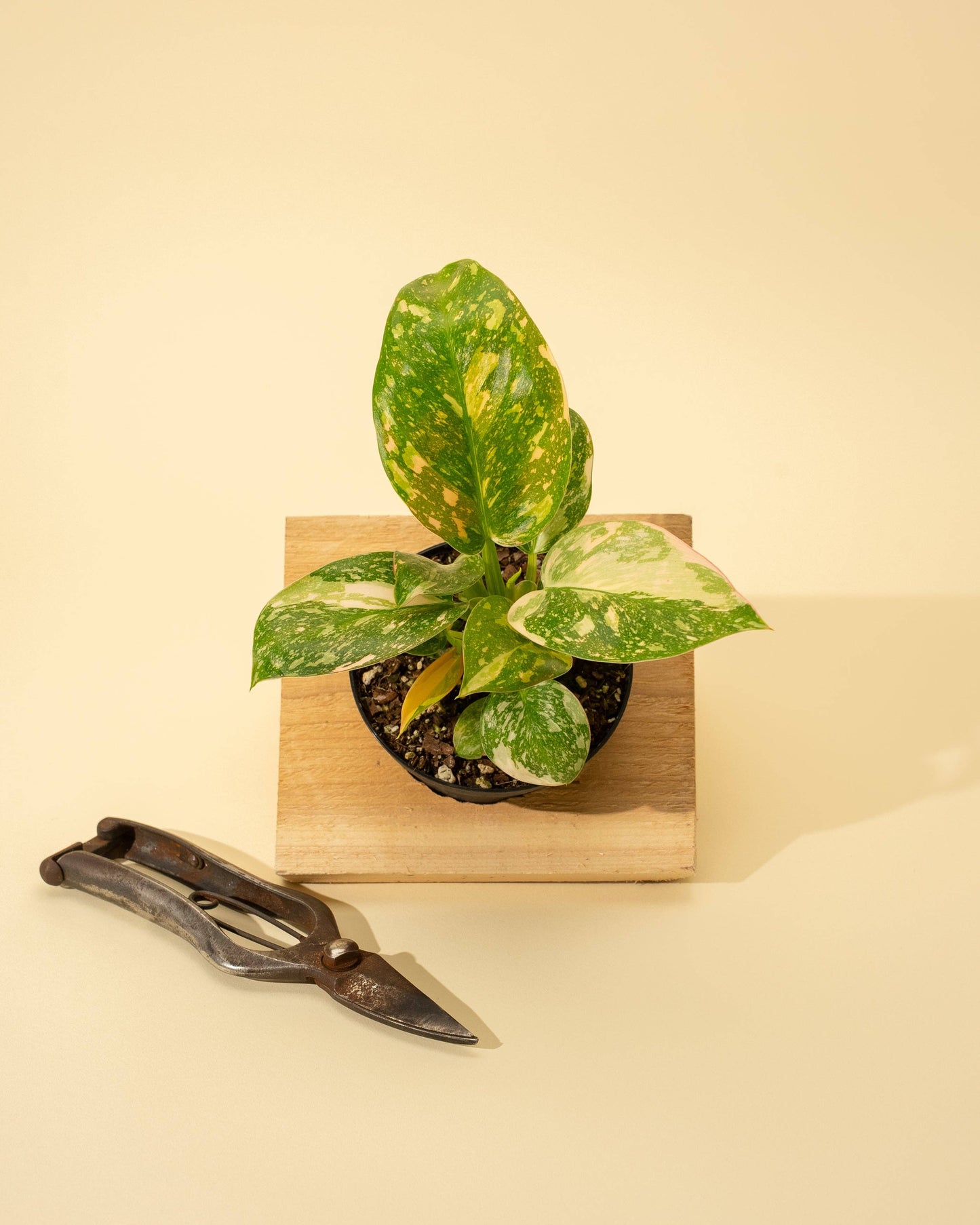 Variegated Philodendron Green Congo 'Copper Flame'