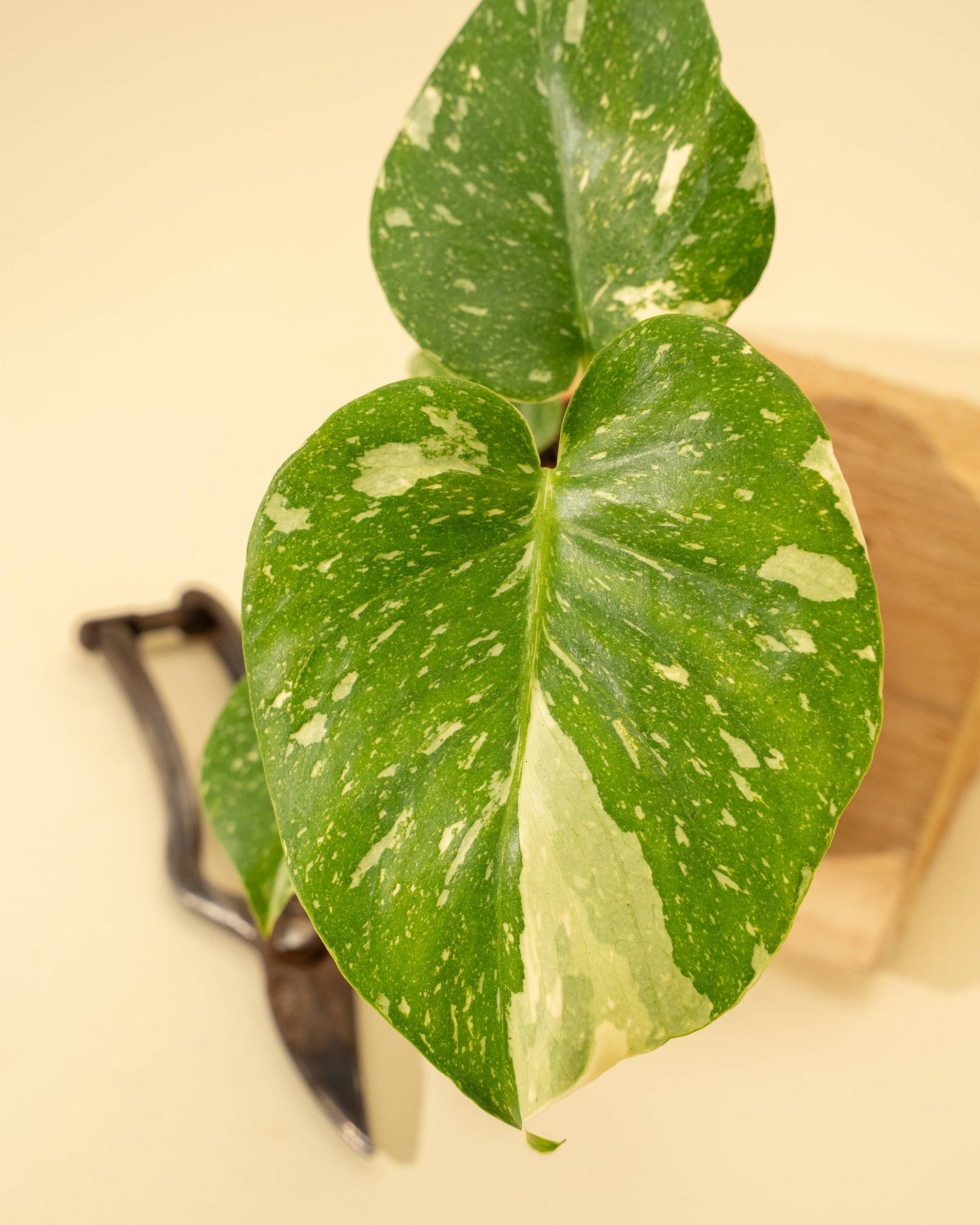 Monstera 'Thai Constellation'