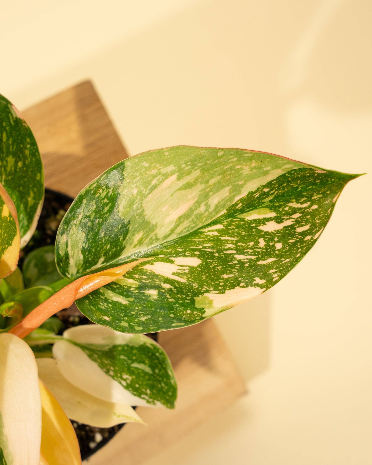 Variegated Philodendron Green Congo 'Copper Flame'