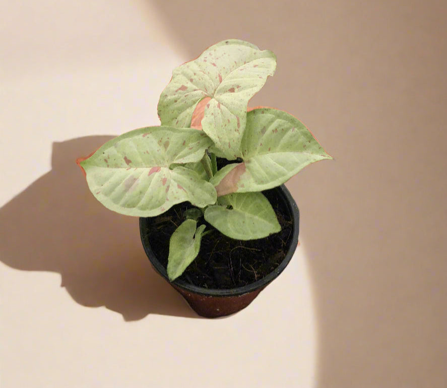 Syngonium 'Milk Confetti'
