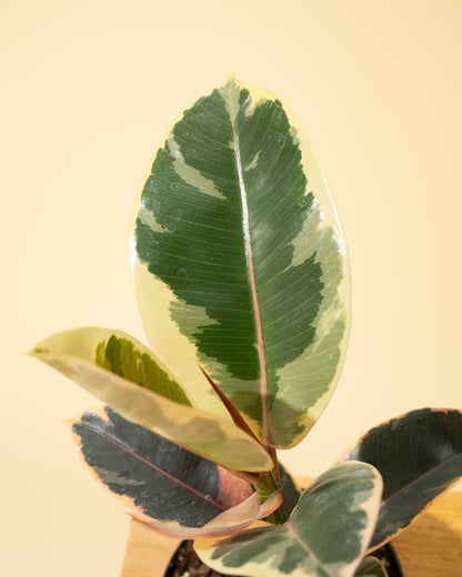 Ficus 'Tineke'