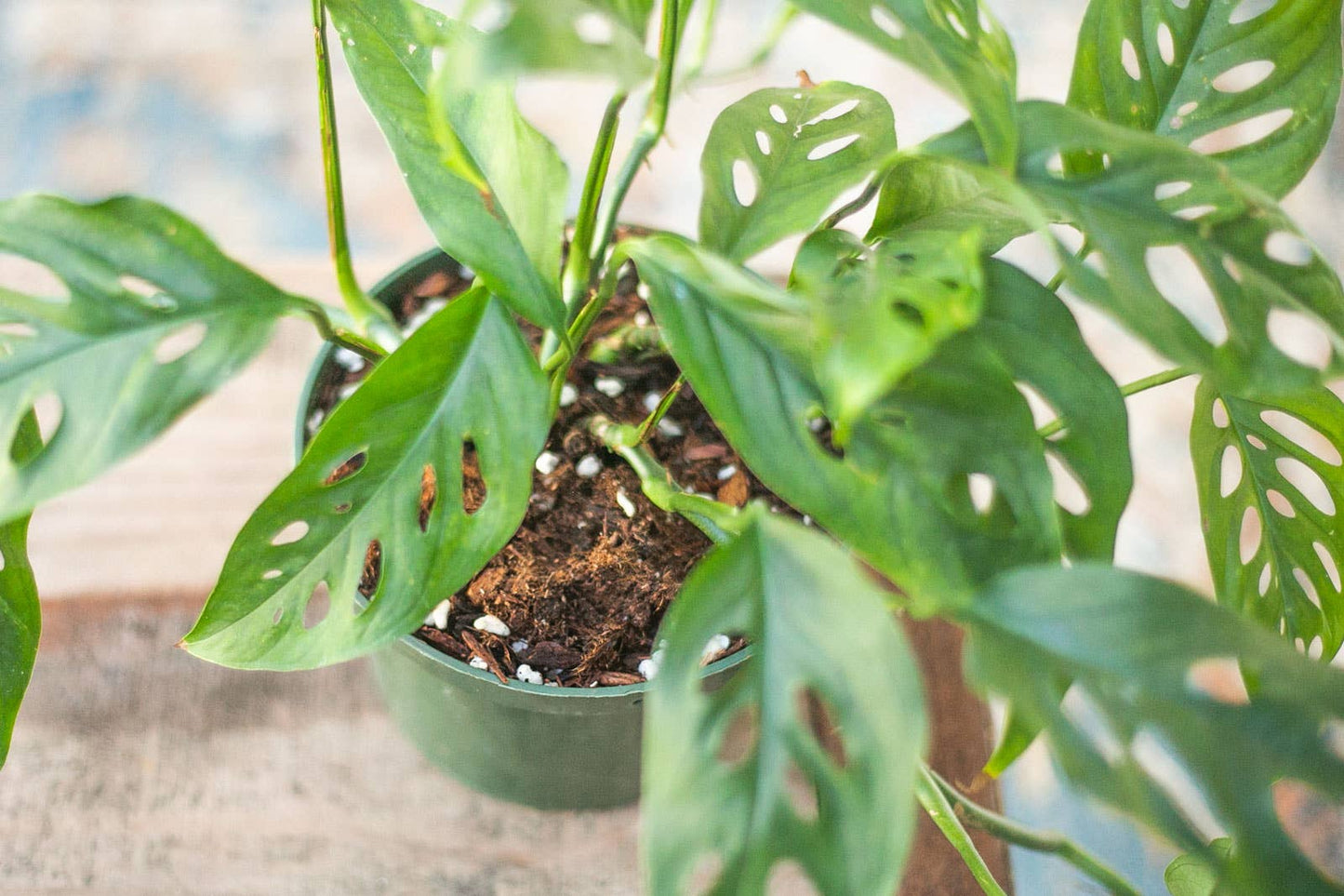 Premium Houseplant Potting Soil Mix