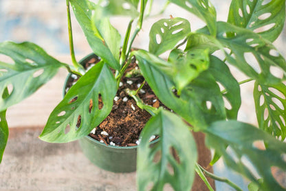 Premium Houseplant Potting Soil Mix