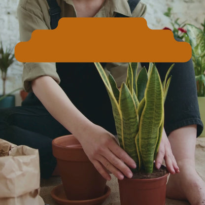 Repotting Service – In-Store Drop-In